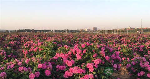 玫瑰花的吃法_哪些人不能吃玫瑰花