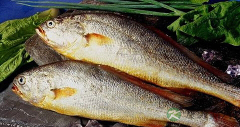 大黄花鱼的营养价值_吃大黄花鱼的好处