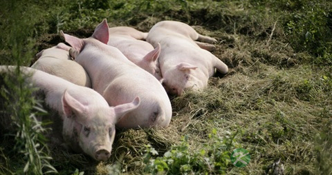 火腿的营养价值_吃火腿的好处