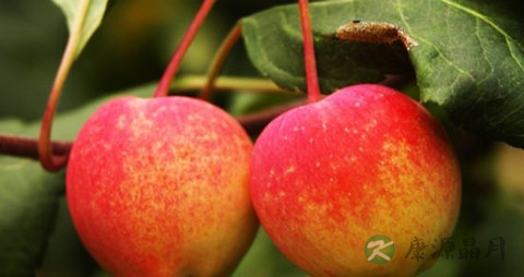 沙果的吃法_哪些人不能吃沙果