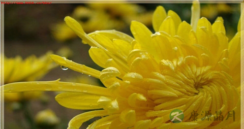 黄菊花和白菊花有什么区别