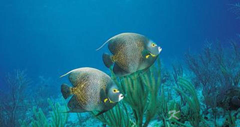 片口鱼的营养价值_吃片口鱼的好处 片口鱼的营养价值_吃片口鱼的好处