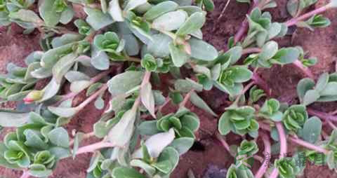 马齿苋治痔疮有效果吗