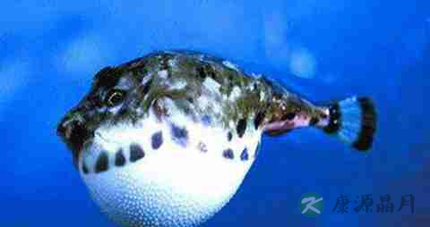 河豚的营养价值_吃河豚的好处