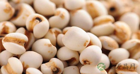 薏米为什么要炒熟