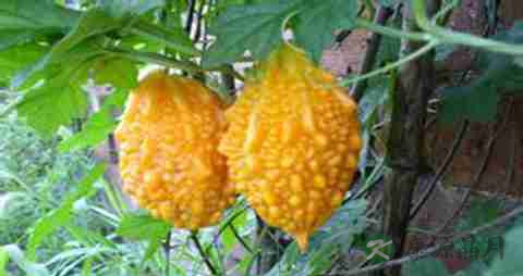 赖葡萄的营养价值_吃赖葡萄的好处