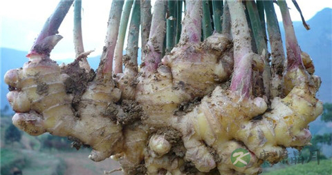 仔姜要怎么做才不苦