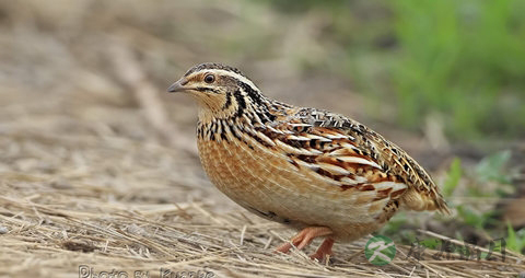 鹌鹑的吃法_哪些人不能吃鹌鹑