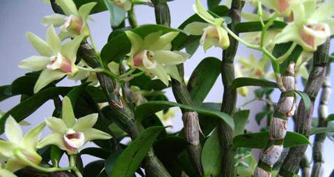 铁皮石斛的营养价值_吃铁皮石斛的好处