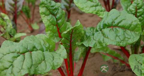 叶甜菜的营养价值_吃叶甜菜的好处