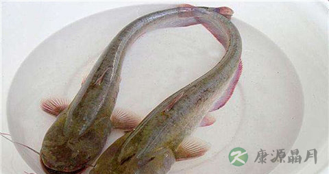 乌江鱼和鲶鱼的区别