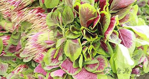 苋菜汁为什么是红色