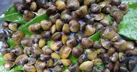 河蚬的营养价值_吃河蚬的好处