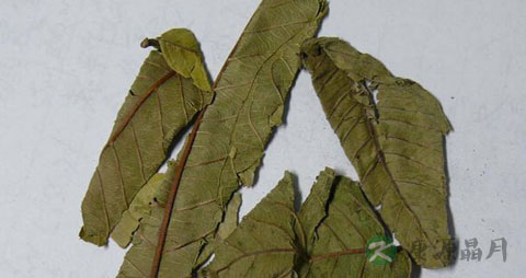 番石榴叶怎么吃降血糖