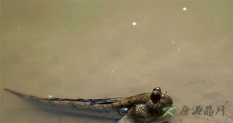 跳跳鱼的营养价值_吃跳跳鱼的好处