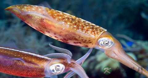 鱿鱼圈的营养价值_吃鱿鱼圈的好处