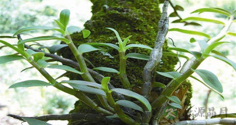 铁皮石斛的营养价值_吃铁皮石斛的好处