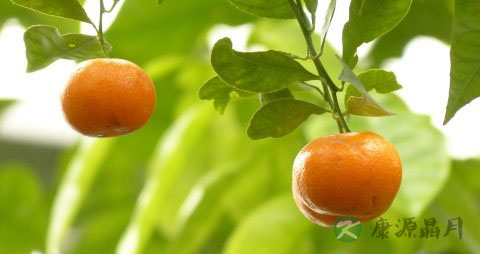 芦柑是什么季节的水果