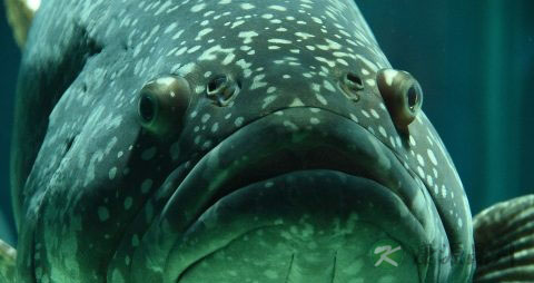 鱼胶是鱼的哪个部位