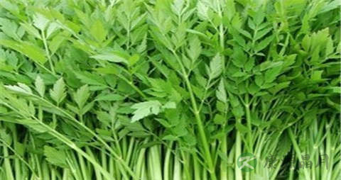 水芹菜的营养价值_吃水芹菜的好处