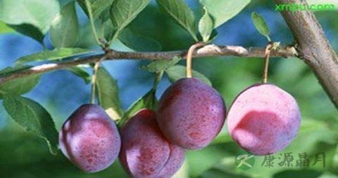 乌梅的营养价值_吃乌梅的好处
