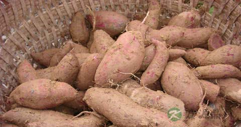 白薯的营养价值_吃白薯的好处