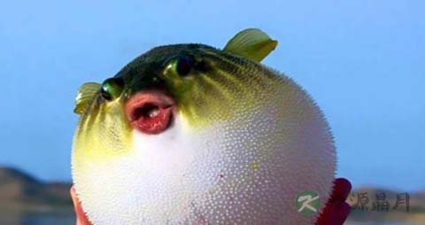 巴鱼的营养价值_吃巴鱼的好处 巴鱼的营养价值_吃巴鱼的好处