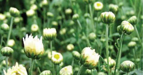 菊花蕾的营养价值_吃菊花蕾的好处