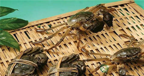 大闸蟹的营养价值_吃大闸蟹的好处