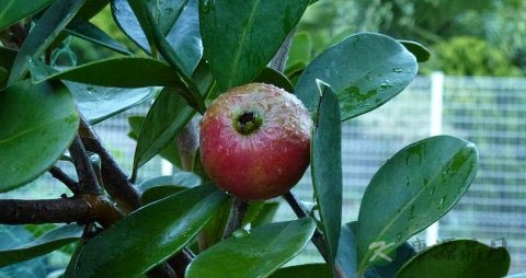 番石榴吃多了会怎样 番石榴吃多了会怎样