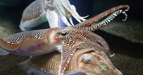 乌贼的吃法_哪些人不能吃乌贼