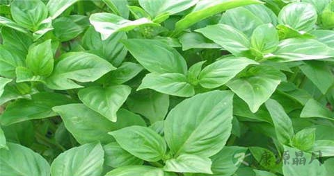 九层塔的营养价值_吃九层塔的好处