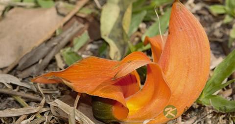 葛根粉有什么副作用