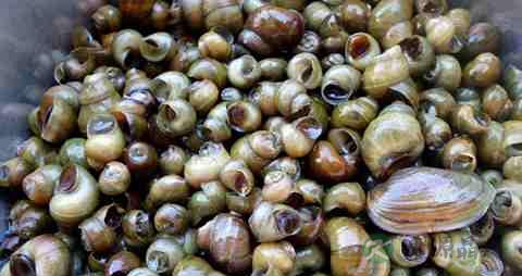 钢螺的吃法_哪些人不能吃钢螺 钢螺的吃法_哪些人不能吃钢螺