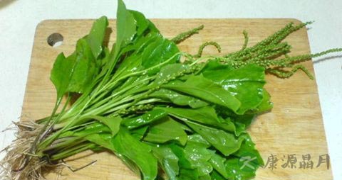 车前草的吃法_哪些人不能吃车前草