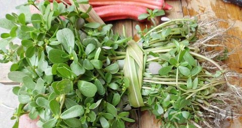 马齿苋孕妇可以吃吗