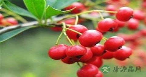 醋柳果的营养价值_吃醋柳果的好处