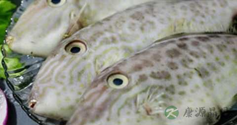 马面鱼的营养价值_吃马面鱼的好处