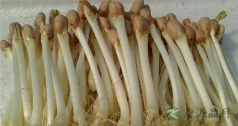 花生芽有营养吗 花生芽有营养吗