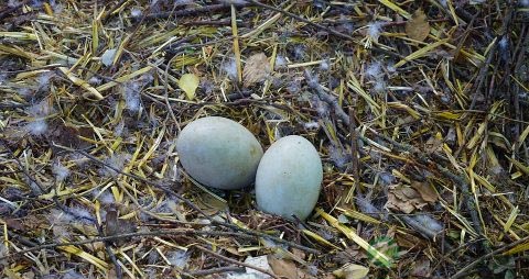 鹅蛋怎么腌制流油