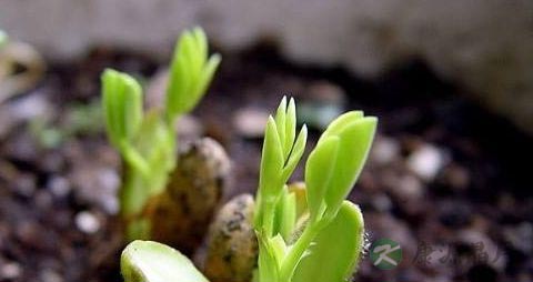 黑花生芽的营养价值