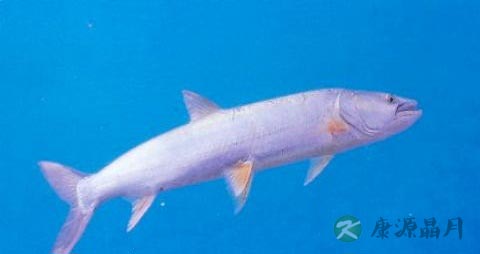 感鱼的吃法_哪些人不能吃感鱼 感鱼的吃法_哪些人不能吃感鱼