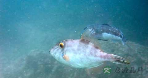 马面鱼的营养价值_吃马面鱼的好处