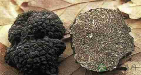 黑松露的营养价值_吃黑松露的好处
