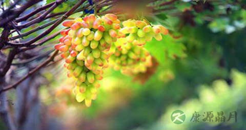 美人指的吃法_哪些人不能吃美人指 美人指的吃法_哪些人不能吃美人指