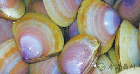 海蚌的营养价值_吃海蚌的好处