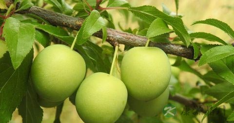 空腹吃李子好吗