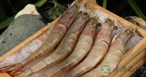 大海虾的吃法_哪些人不能吃大海虾 大海虾的吃法_哪些人不能吃大海虾