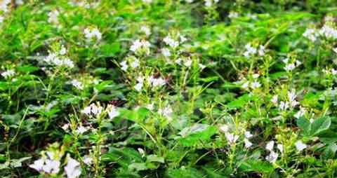 白花菜的吃法_哪些人不能吃白花菜