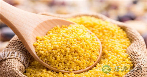 黄小米的营养价值_吃黄小米的好处